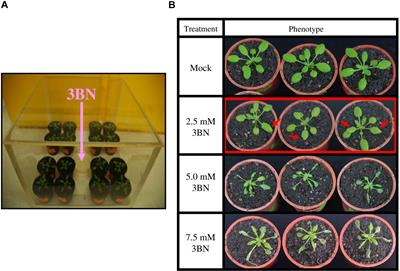 The Role of a Glucosinolate-Derived Nitrile in Plant Immune Responses